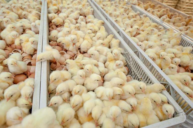 Day-old chicks on trays