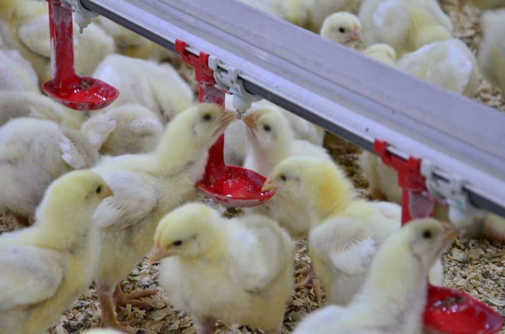 Day-old chicks feeding