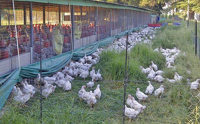 Free-range chickens on grass