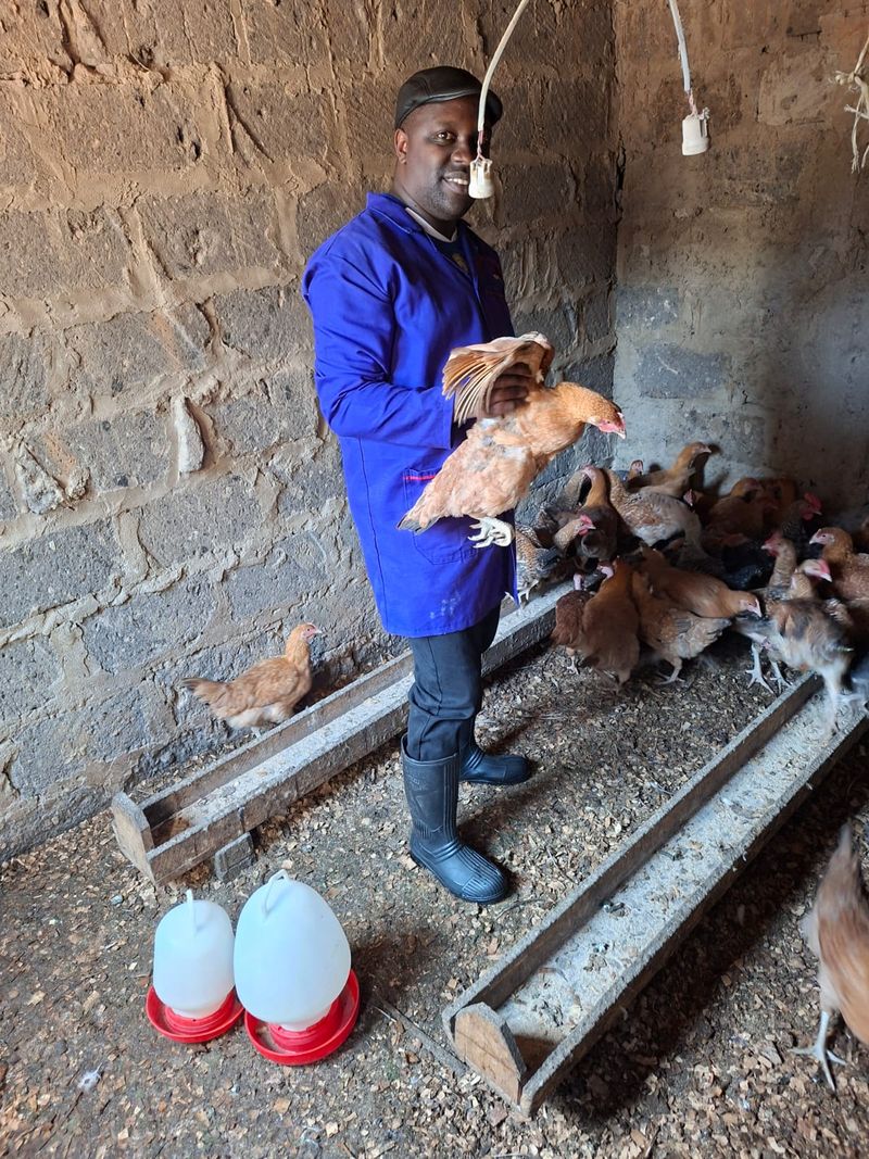 Farm worker checking a hen